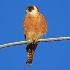 Falco longipennis at Fyshwick, ACT - 16 Sep 2018