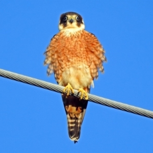 Falco longipennis at Fyshwick, ACT - 16 Sep 2018 04:50 PM