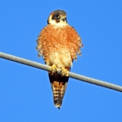 Falco longipennis at Fyshwick, ACT - 16 Sep 2018 04:50 PM