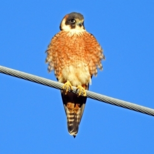 Falco longipennis at Fyshwick, ACT - 16 Sep 2018