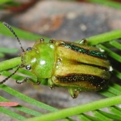 Calomela vittata (Acacia leaf beetle) at The Pinnacle - 16 Sep 2018 by Harrisi