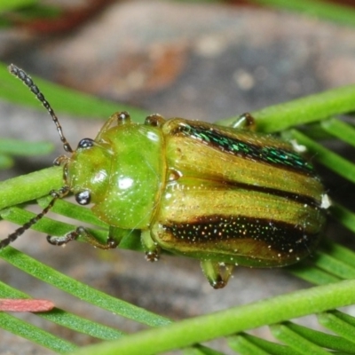 Calomela juncta (Leaf beetle) at Dunlop, ACT - 16 Sep 2018 by Harrisi