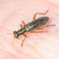 Lemidia subaenea (Clerid beetle) at Gossan Hill - 13 Sep 2018 by Harrisi