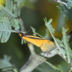 Philobota undescribed species near arabella (A concealer moth) at Bruce, ACT - 13 Sep 2018 by Harrisi