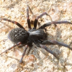 Badumna insignis (Black House Spider) at Hawker, ACT - 16 Sep 2018 by Harrisi