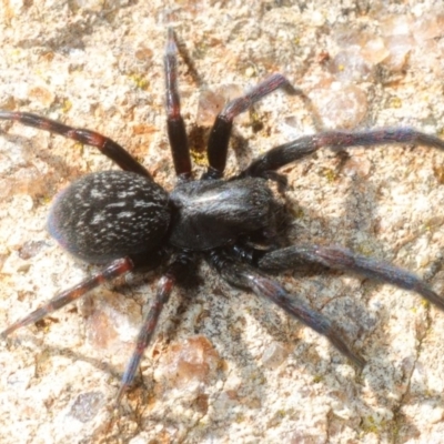 Badumna insignis (Black House Spider) at Hawker, ACT - 16 Sep 2018 by Harrisi