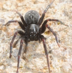 Badumna insignis at Hawker, ACT - 16 Sep 2018 01:27 PM