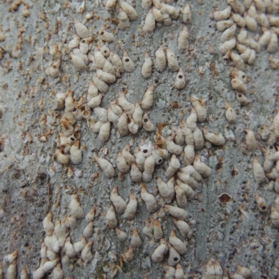 Lepidosaphes sp. (genus) (Mussel scale) - NatureMapr Australia