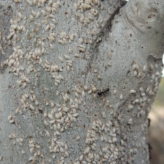 Lepidosaphes sp. (genus) at Paddys River, ACT - 16 Sep 2018 05:19 PM