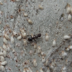 Papyrius nitidus (Shining Coconut Ant) at Paddys River, ACT - 16 Sep 2018 by MichaelBedingfield