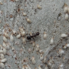 Papyrius nitidus (Shining Coconut Ant) at Point Hut to Tharwa - 16 Sep 2018 by michaelb