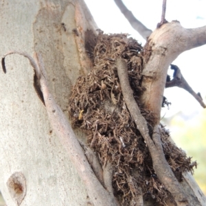 Papyrius nitidus at Paddys River, ACT - 16 Sep 2018