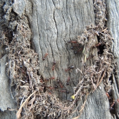 Papyrius nitidus (Shining Coconut Ant) at Point Hut to Tharwa - 16 Sep 2018 by michaelb