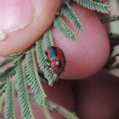 Calomela curtisi (Acacia leaf beetle) at Point Hut to Tharwa - 16 Sep 2018 by michaelb