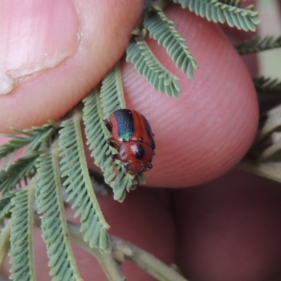 Calomela curtisi (Acacia leaf beetle) at Point Hut to Tharwa - 16 Sep 2018 by michaelb