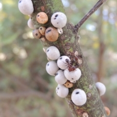 Cryptes baccatus (Wattle Tick Scale) at Point Hut to Tharwa - 16 Sep 2018 by michaelb