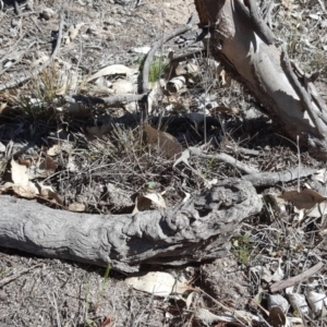 Papyrius nitidus at Symonston, ACT - 17 Sep 2018