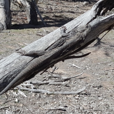 Pogona barbata (Eastern Bearded Dragon) at Mount Mugga Mugga - 17 Sep 2018 by Mike