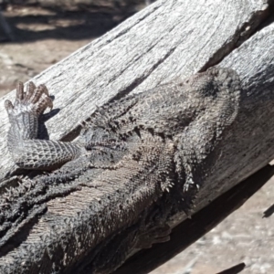 Pogona barbata at Symonston, ACT - suppressed