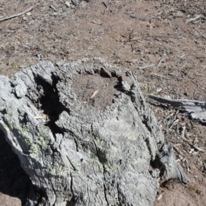 Papyrius nitidus at Symonston, ACT - suppressed