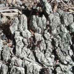 Papyrius nitidus at Symonston, ACT - suppressed