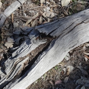 Papyrius nitidus at Symonston, ACT - 17 Sep 2018