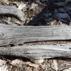 Papyrius nitidus at Symonston, ACT - 17 Sep 2018