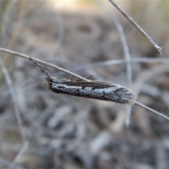 Philobota stella (A concealer moth) at Cook, ACT - 12 Sep 2018 by CathB