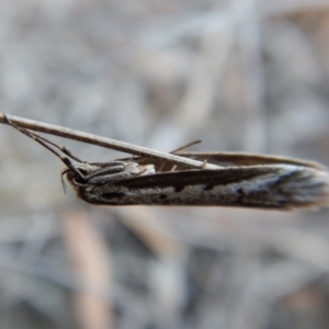 Philobota stella at Cook, ACT - 12 Sep 2018 03:38 PM