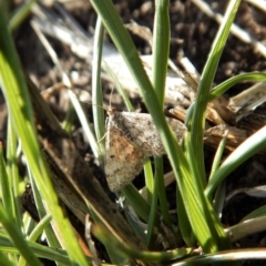 Scopula rubraria (Reddish Wave, Plantain Moth) at Mount Painter - 12 Sep 2018 by CathB