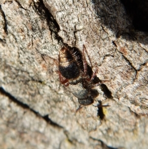 Mutillidae (family) at Mount Painter - 12 Sep 2018 03:56 PM