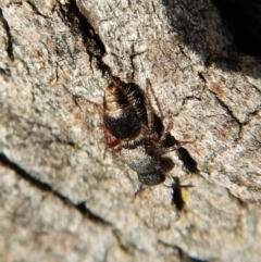 Mutillidae (family) (Unidentified 'velvet ant') at Cook, ACT - 12 Sep 2018 by CathB