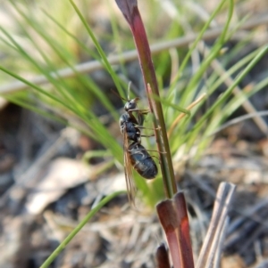 Iridomyrmex sp. (genus) at Cook, ACT - 12 Sep 2018