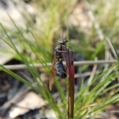 Iridomyrmex sp. (genus) at Cook, ACT - 12 Sep 2018