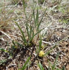 Lomandra bracteata (Small Matrush) at Cook, ACT - 15 Sep 2018 by CathB