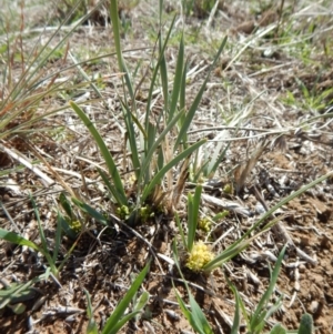 Lomandra bracteata at Cook, ACT - 15 Sep 2018 10:50 AM