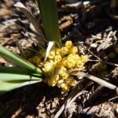 Lomandra bracteata at Cook, ACT - 15 Sep 2018 10:50 AM