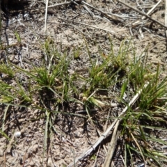 Carex breviculmis (Short-Stem Sedge) at Cook, ACT - 16 Sep 2018 by CathB