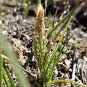 Carex breviculmis at Cook, ACT - 16 Sep 2018