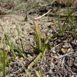 Carex breviculmis at Cook, ACT - 16 Sep 2018