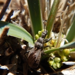 Reduviidae (family) (An assassin bug) at Cook, ACT - 16 Sep 2018 by CathB