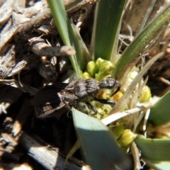 Reduviidae (family) at Cook, ACT - 16 Sep 2018