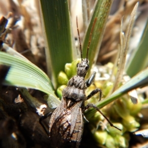 Reduviidae (family) at Cook, ACT - 16 Sep 2018