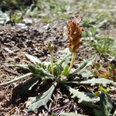 Plantago varia (Native Plaintain) at Cook, ACT - 16 Sep 2018 by CathB