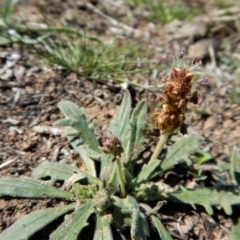 Plantago varia at Cook, ACT - 16 Sep 2018