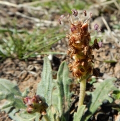 Plantago varia at Cook, ACT - 16 Sep 2018