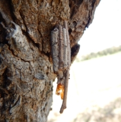 Clania ignobilis (Faggot Case Moth) at Mount Painter - 16 Sep 2018 by CathB