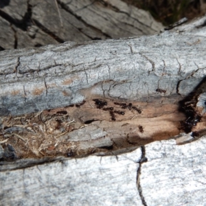 Papyrius nitidus at Cook, ACT - suppressed