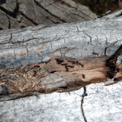 Papyrius nitidus (Shining Coconut Ant) at Cook, ACT - 16 Sep 2018 by CathB