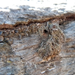 Papyrius nitidus at Cook, ACT - suppressed